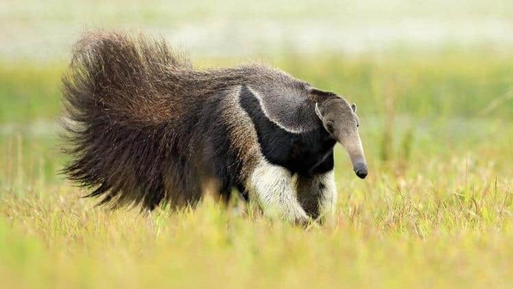 Giant_Anteater