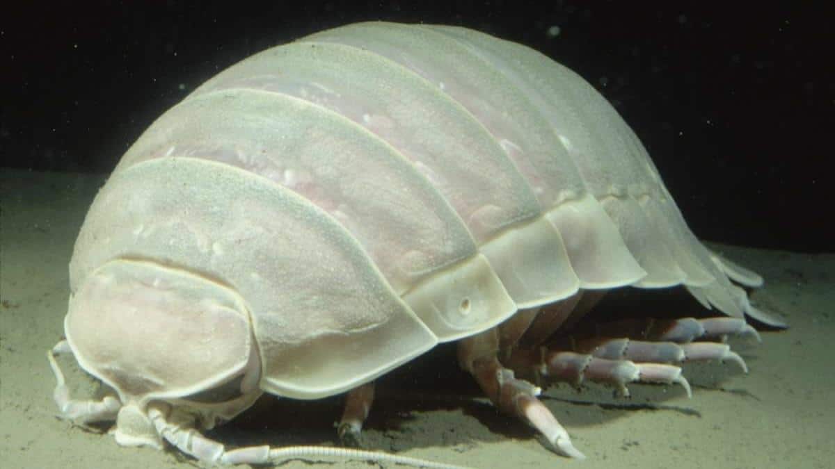 Giant_Isopod