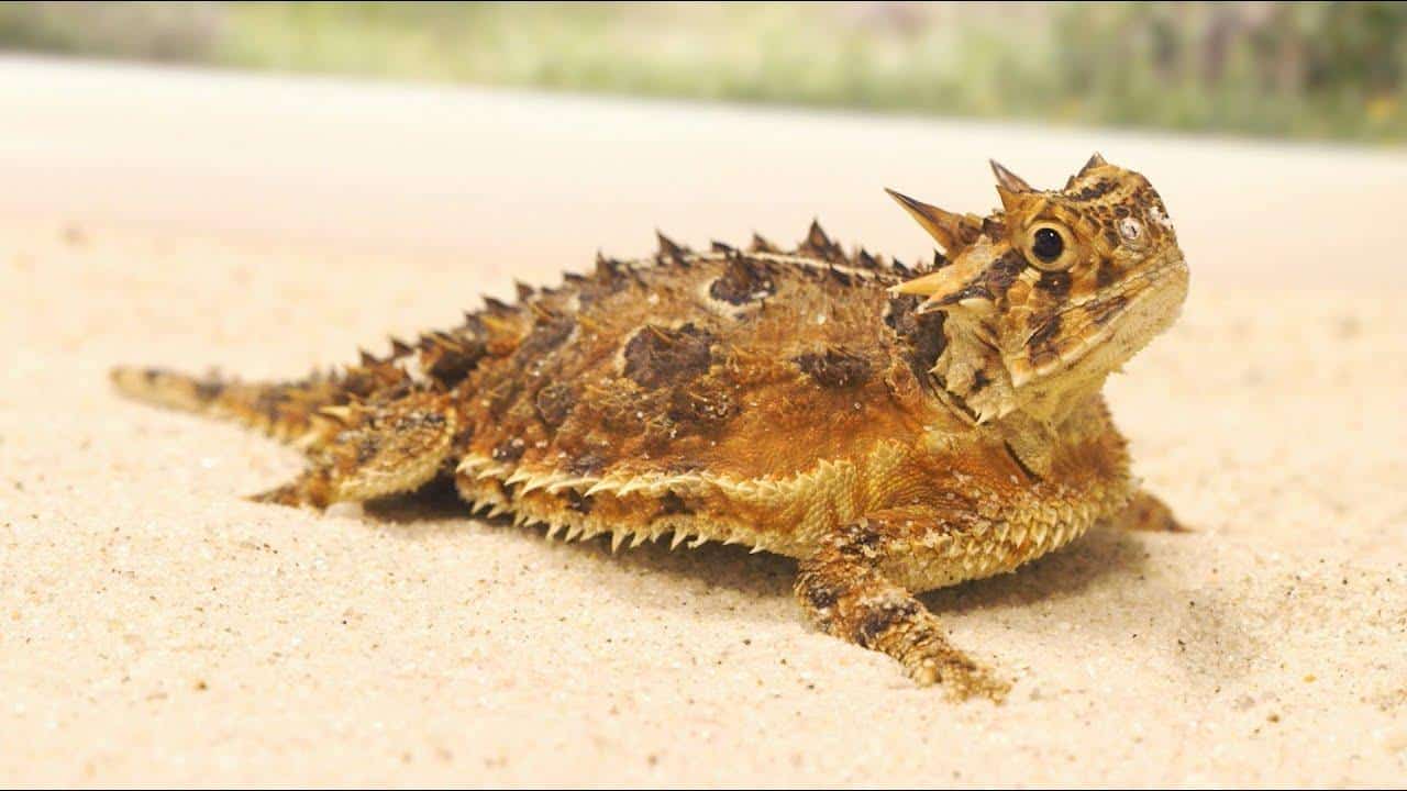 Horned_Lizard