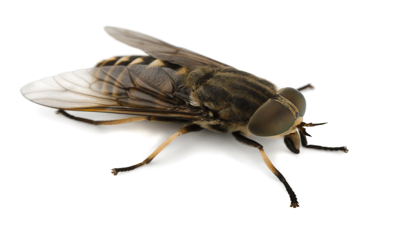 Horsefly