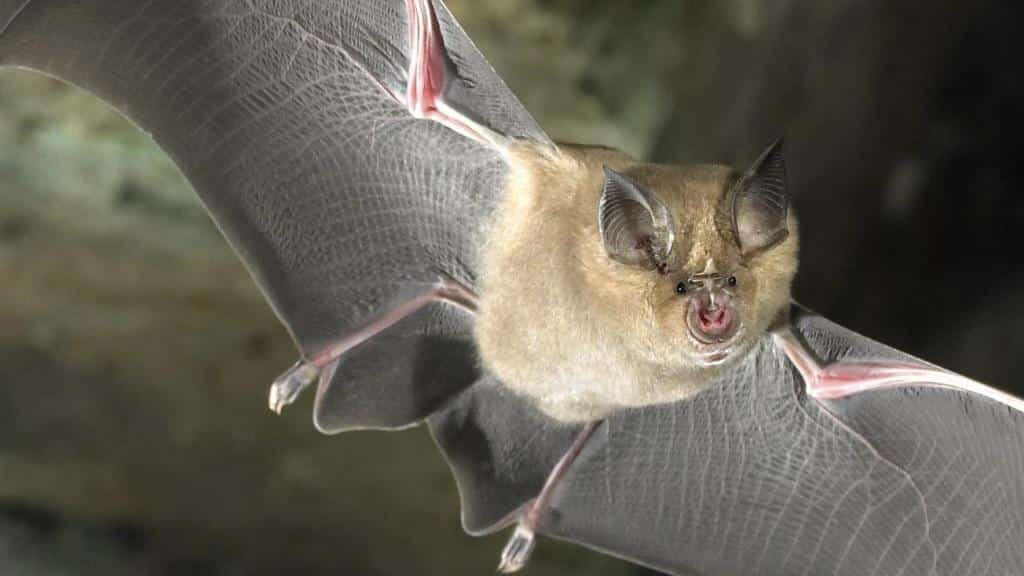 Horseshoe_Bat