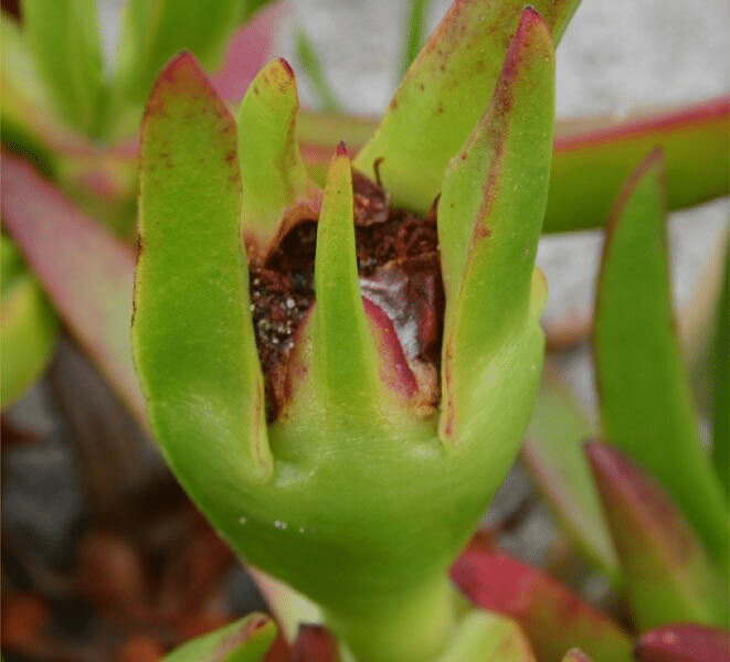 Ice_Plant_Fruit