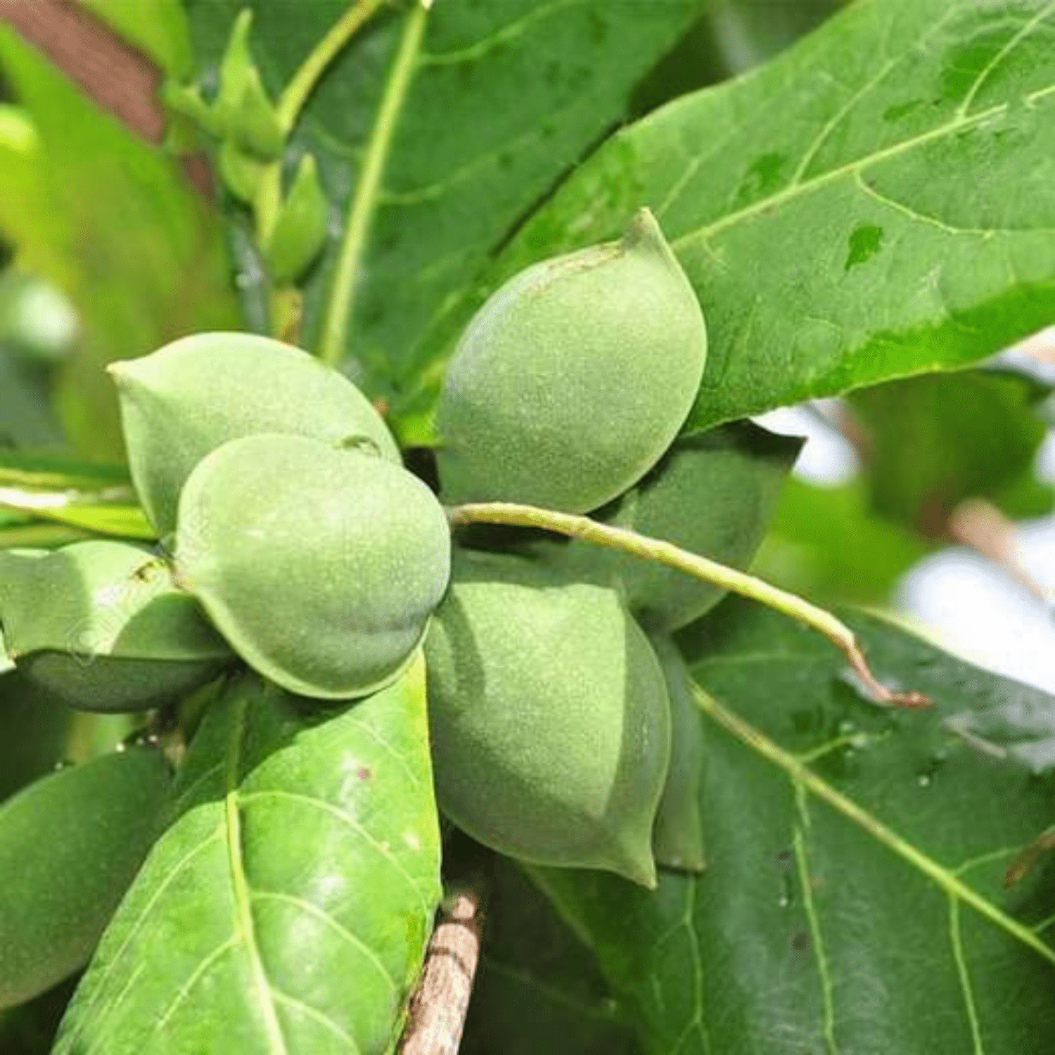 Indian_Almond