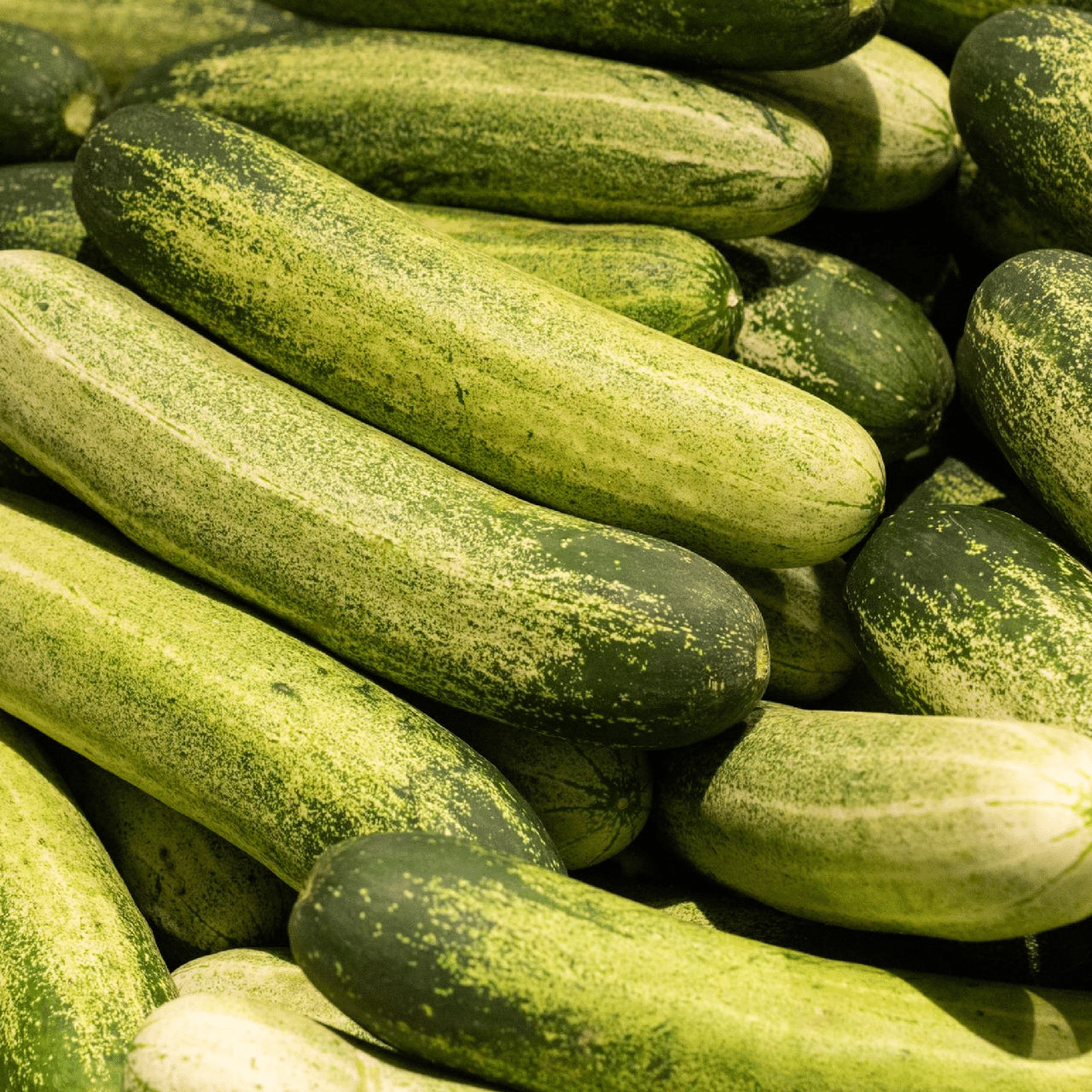 Indian_Cucumber