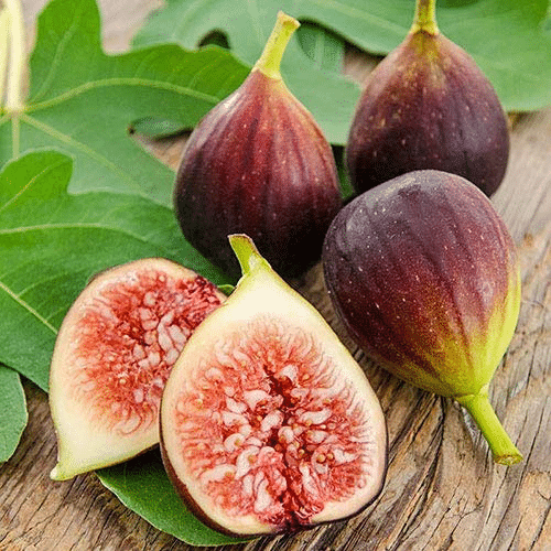 Indian_Fig_Fruit