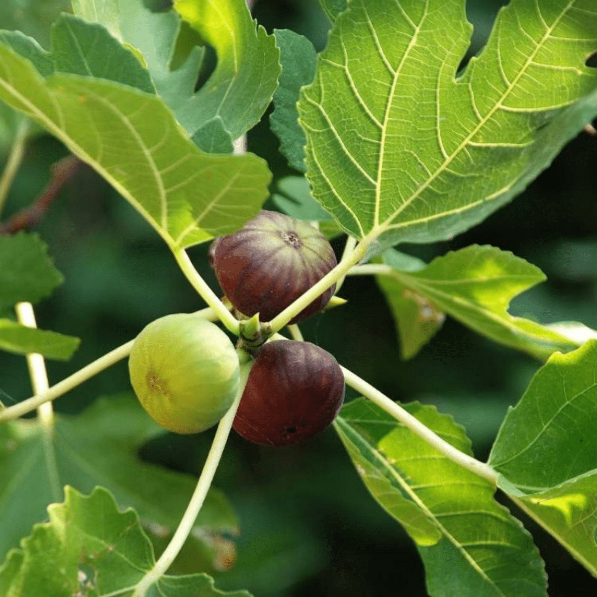 Indian_Fig_Tree_Fruit