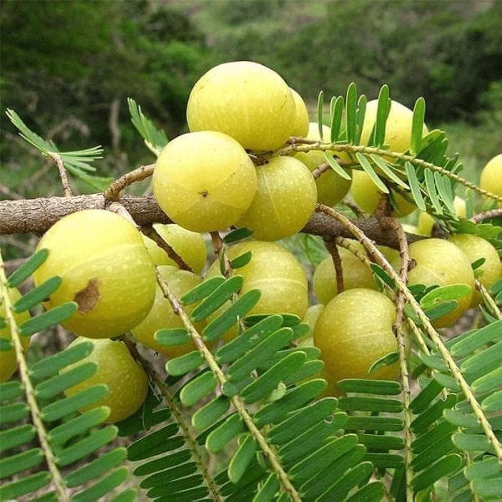 Indian_Gooseberry_Amla