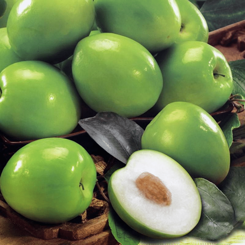 Indian_Jujube