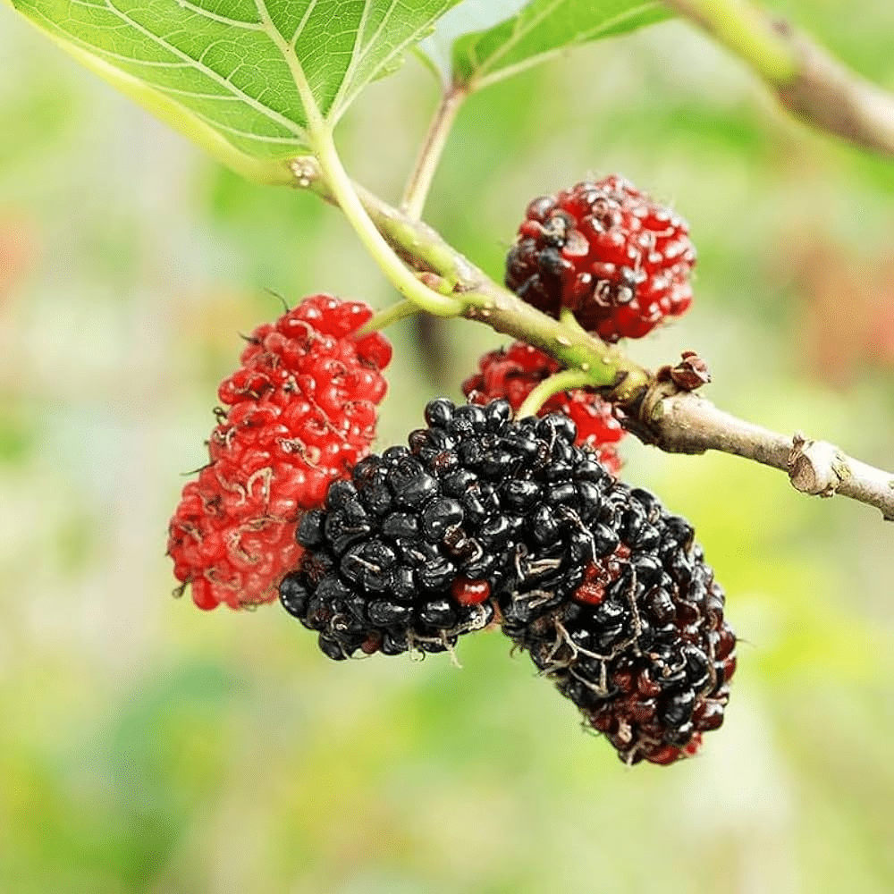 Indian_Mulberry