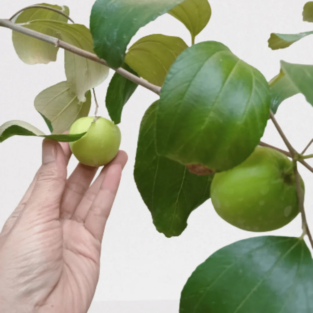 Indian_Plum_Ziziphus_Mauritiana