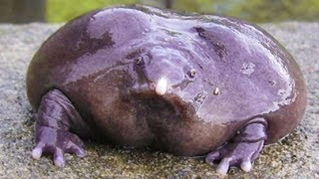 Indian_Purple_Frog