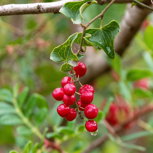 Indian_Sarsaparilla_Fruit