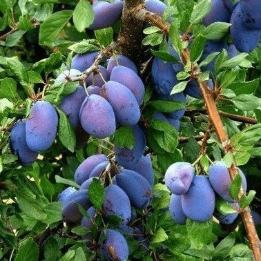 Italian_Plum