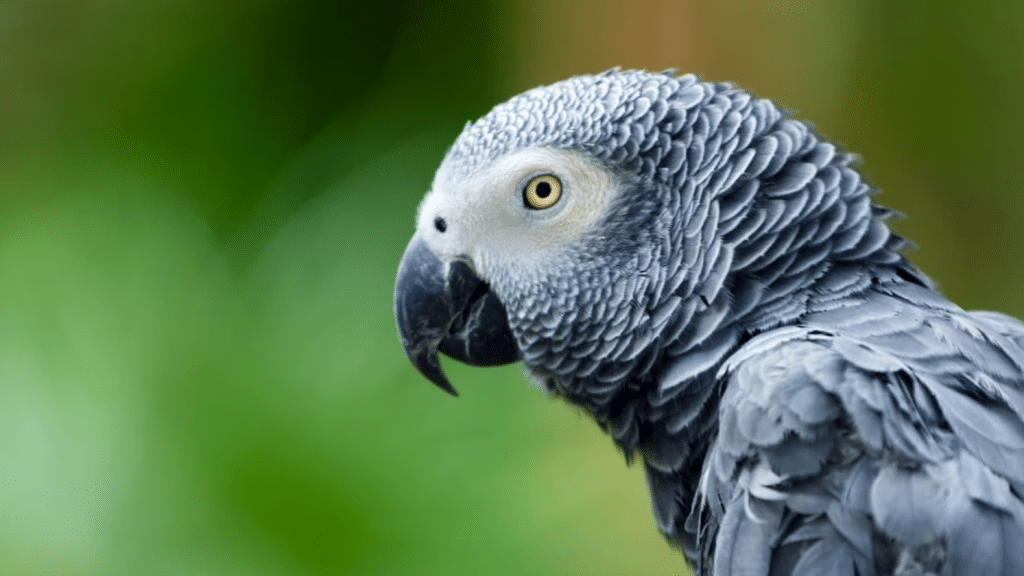 Jaco_Parrot