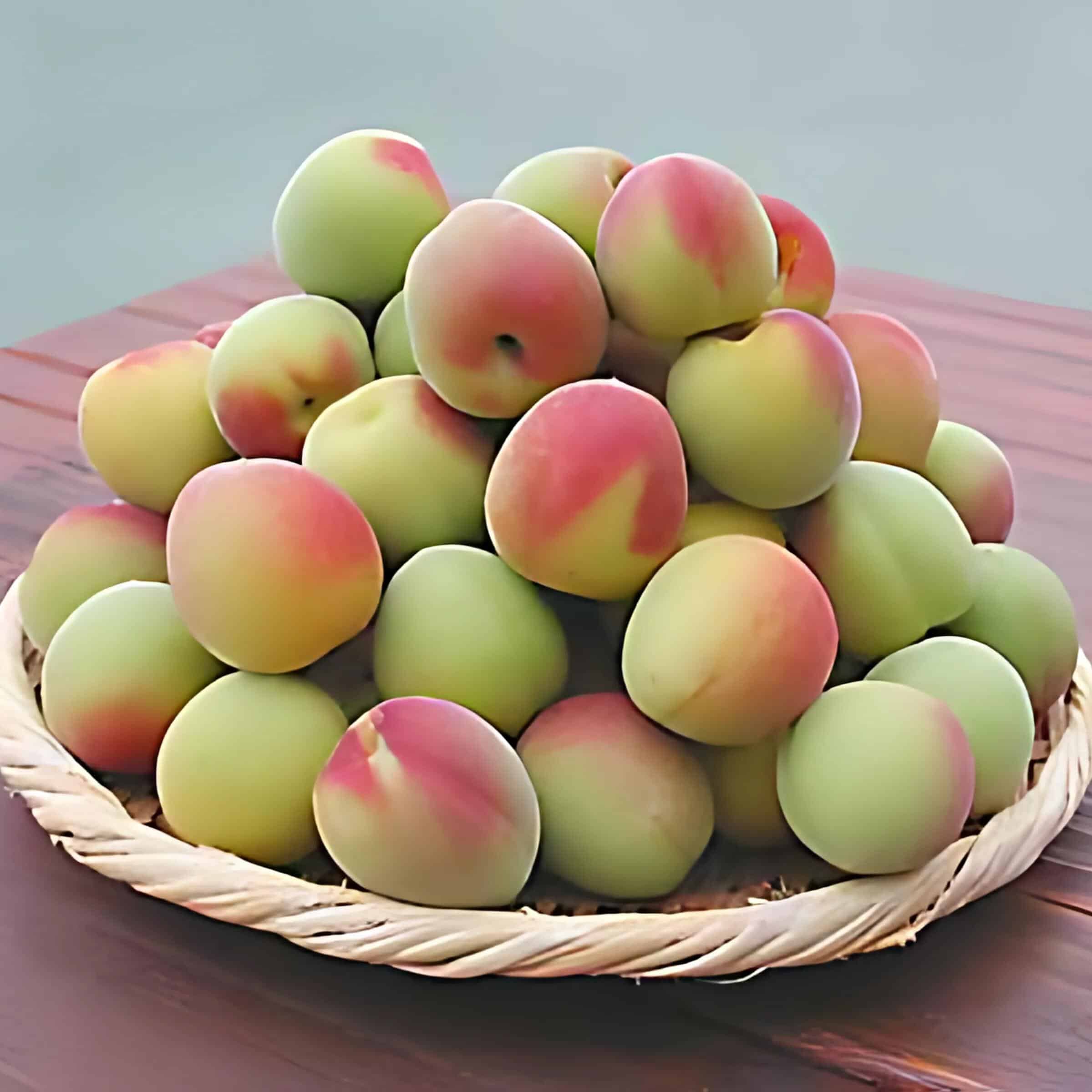 Japanese_Apricot