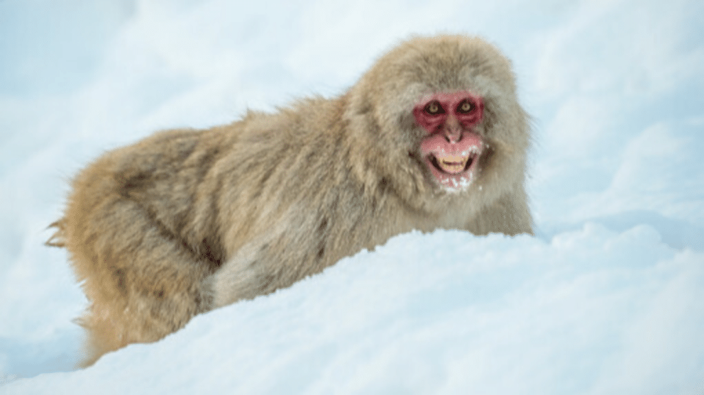 Japanese Macaque