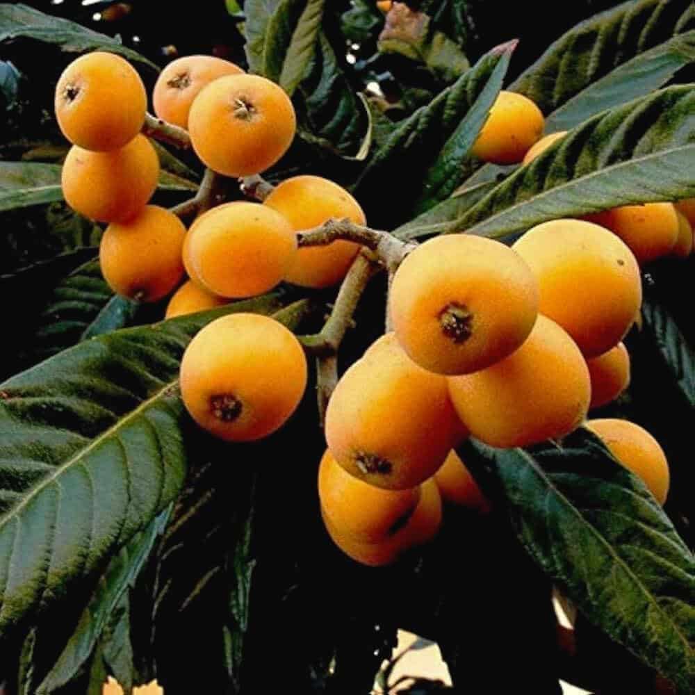 Japanese_Medlar