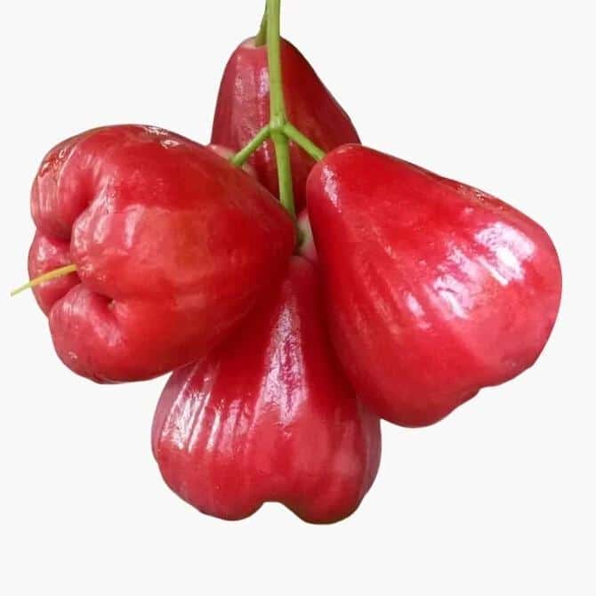 Java_Apple_Wax_Jambu