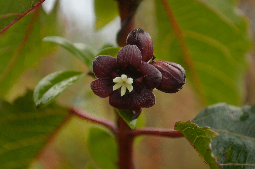 Lardizabala