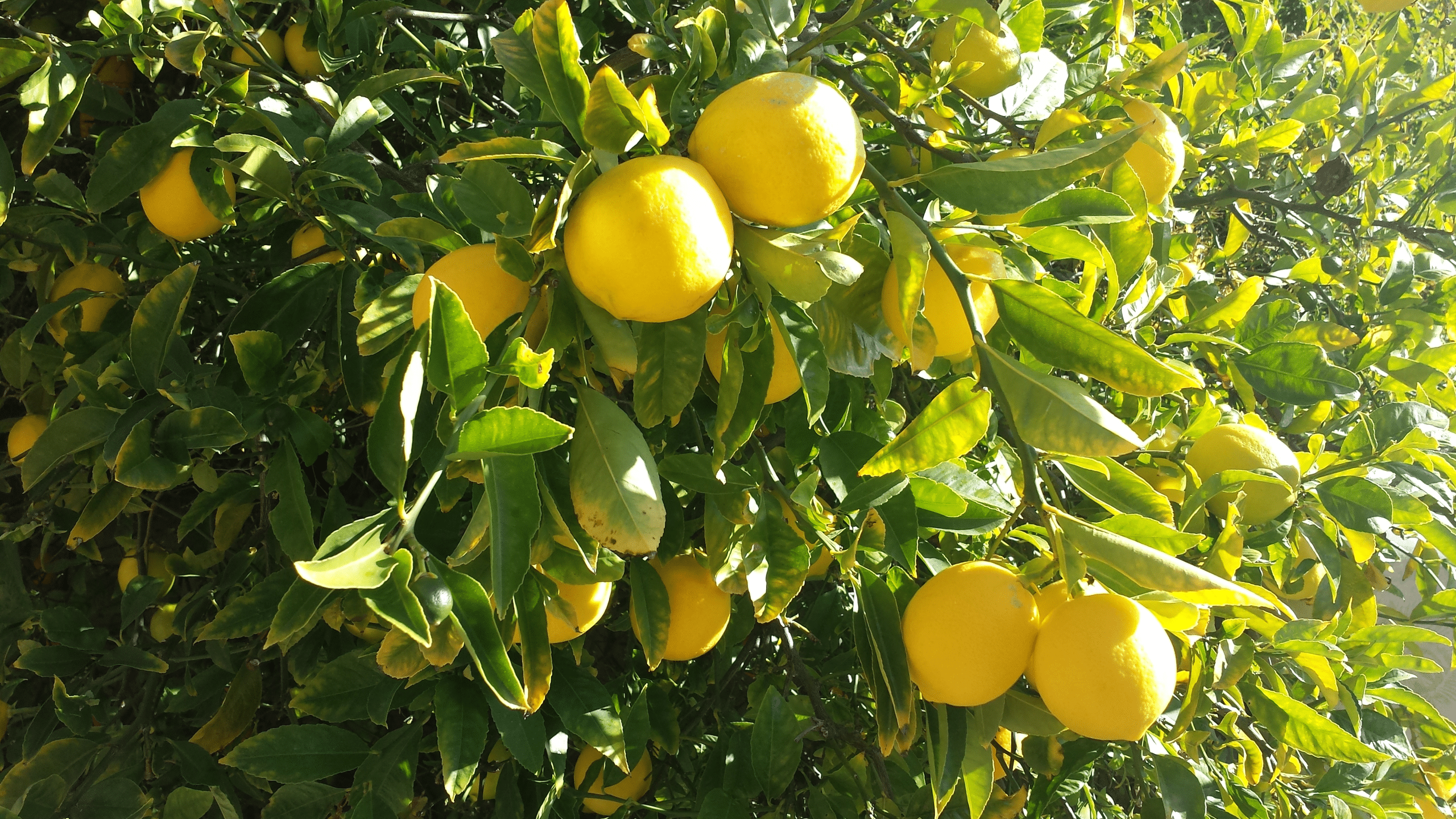 Limoncello_Fruit