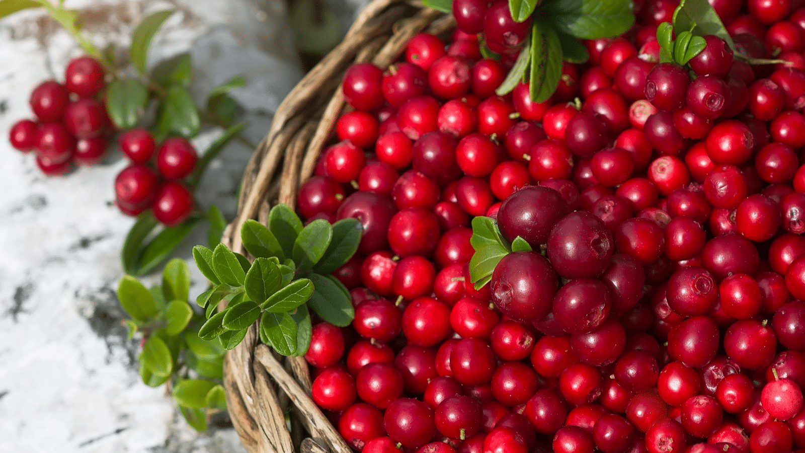 Lingonberry