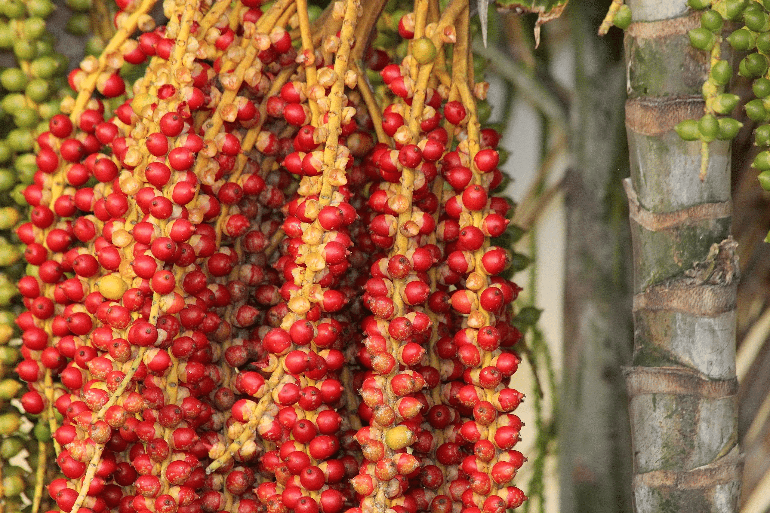 Manila_Palm_Fruit