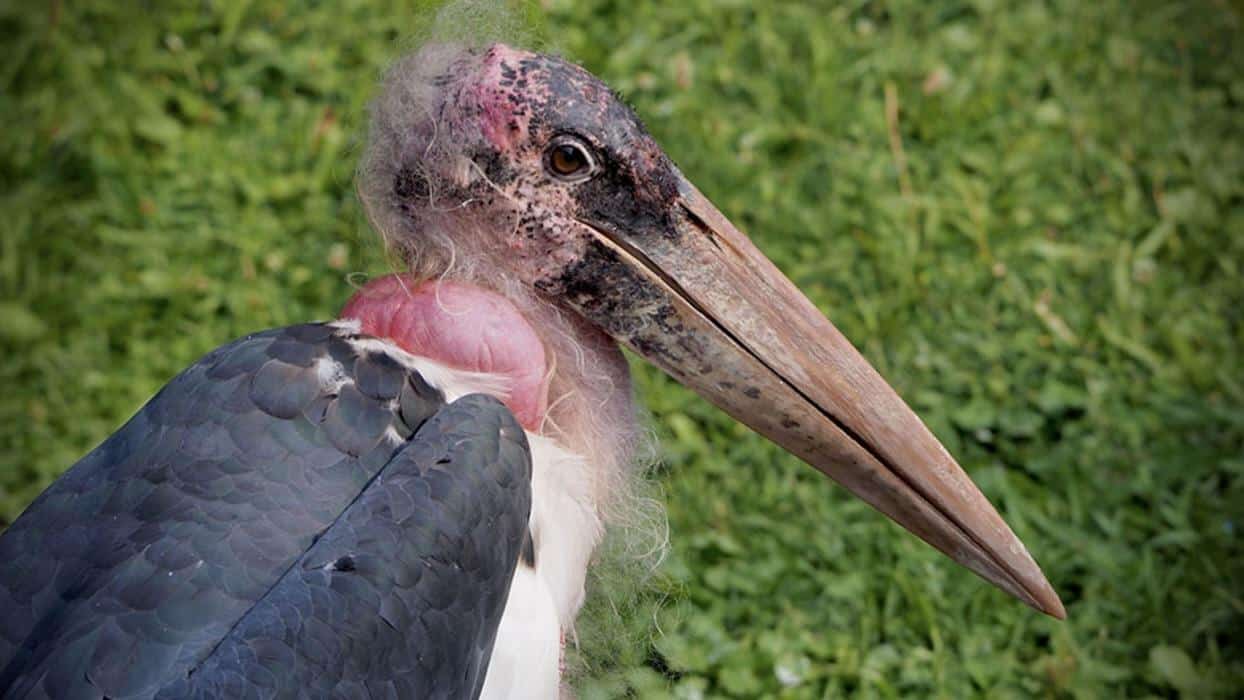 Marabou_Stork