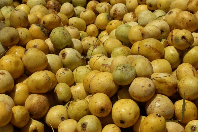 Marula