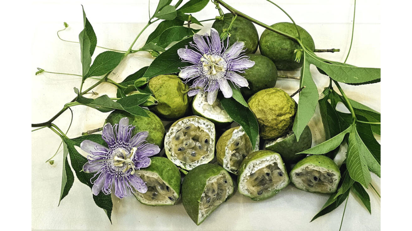 Maypop