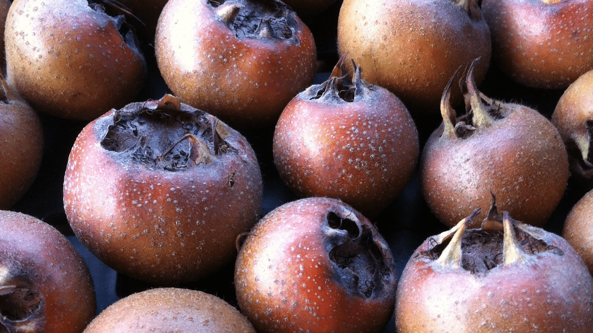 Medlar