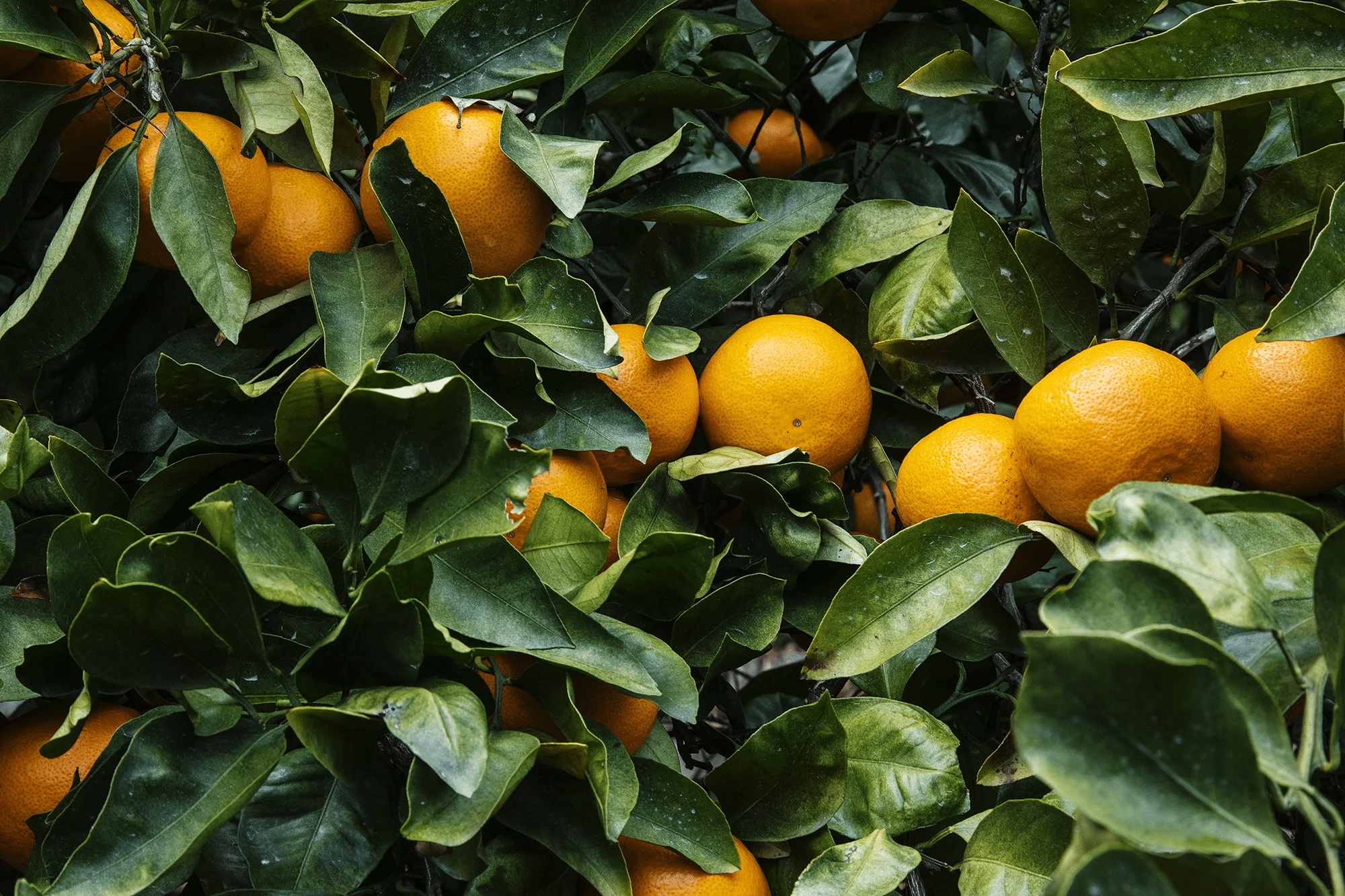 Miyagawa_Wase_Satsuma_Mandarin