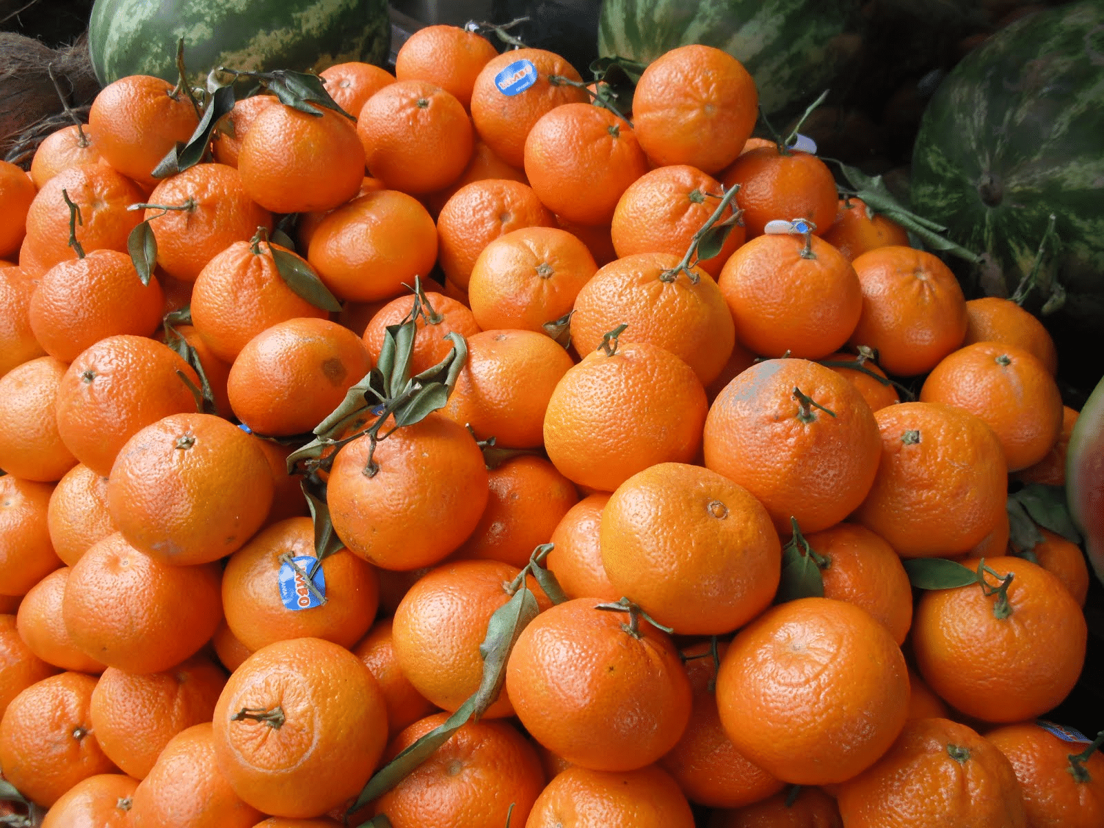 Moroccan_Clementine