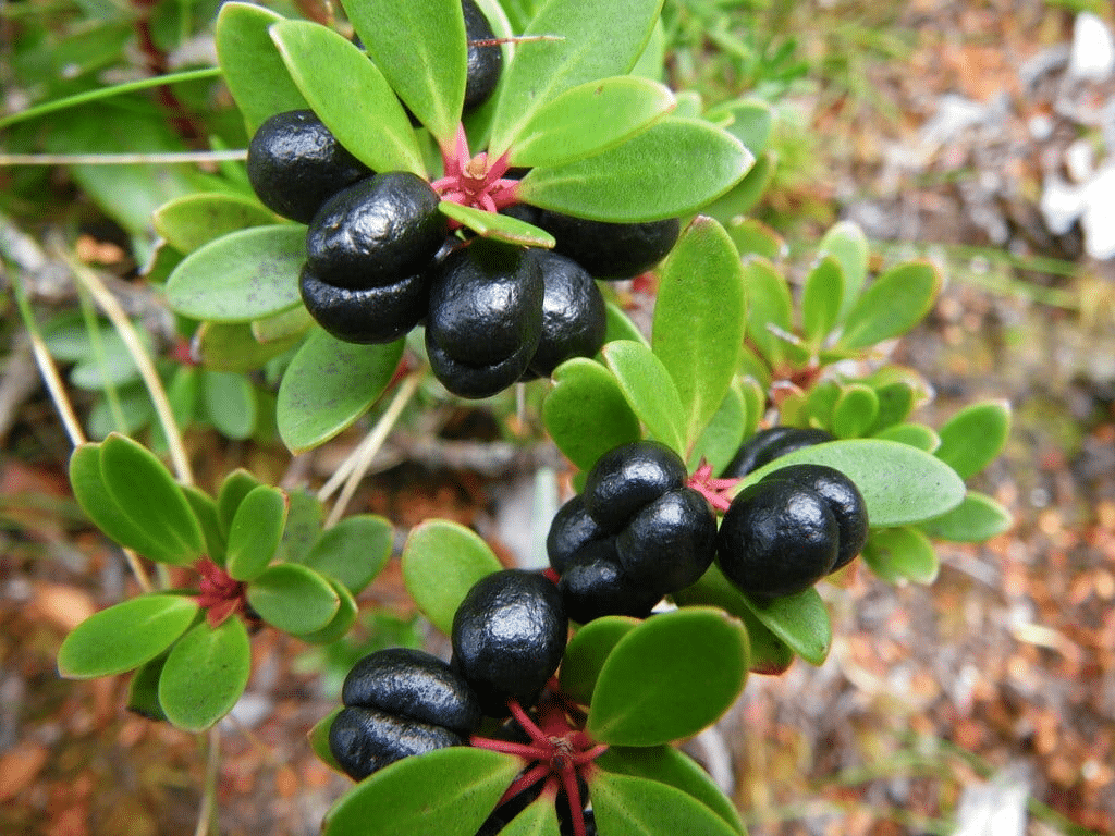 Mountain_Pepper_Berry