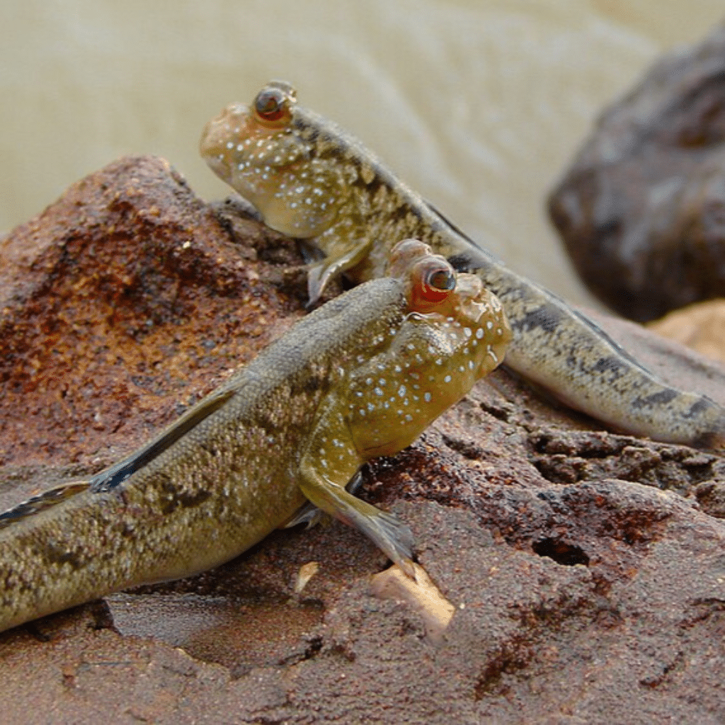 Mudskipper