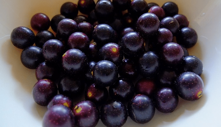 Muscadine_Grape