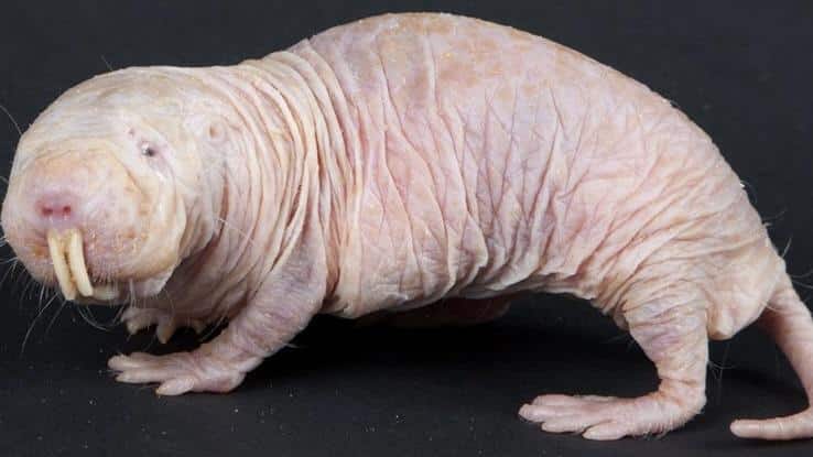 Naked_Mole_Rat