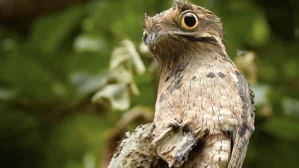 Potoo