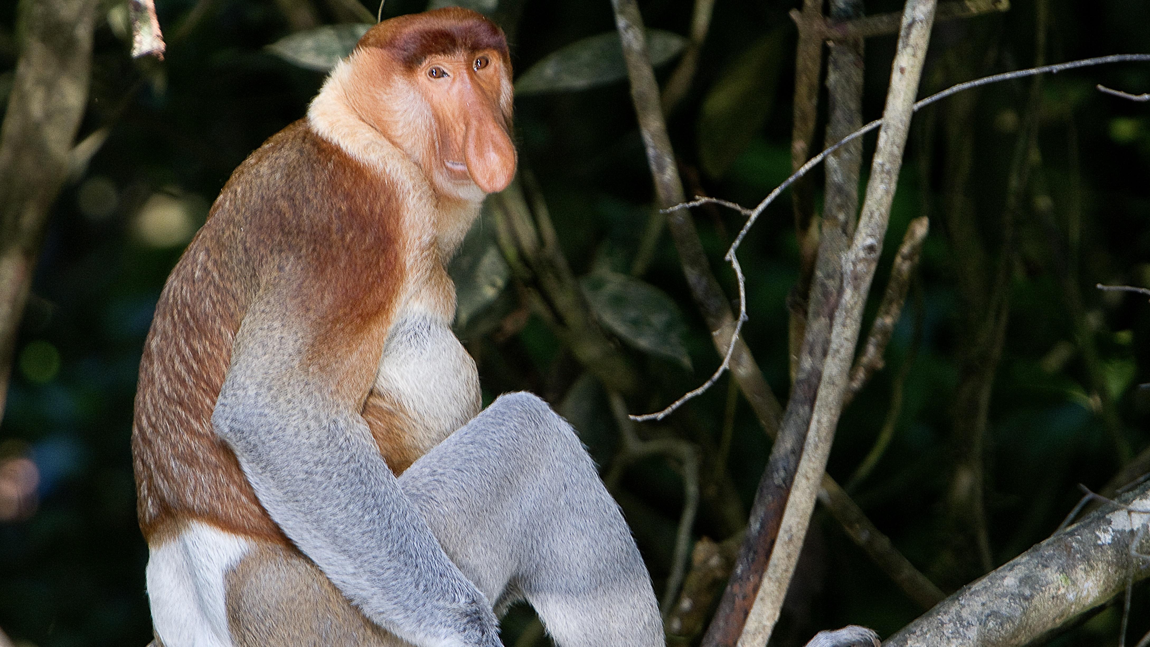 Proboscis_Monkey