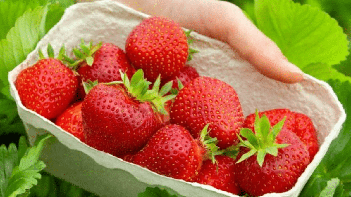 Quinault_Strawberry