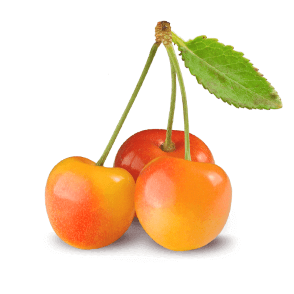 Rainier_Cherry