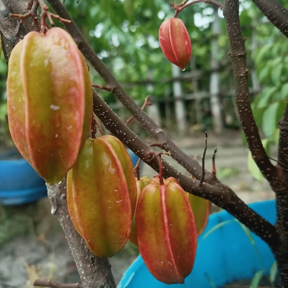 Raphia_Palm_Fruit