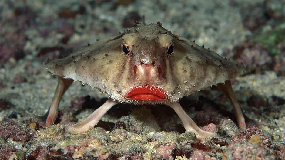 Red-Lipped_Batfish