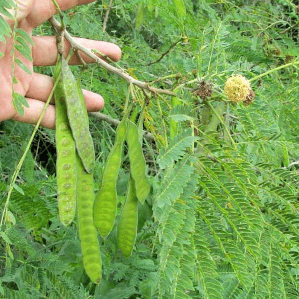 River_Tamarind_Fruit