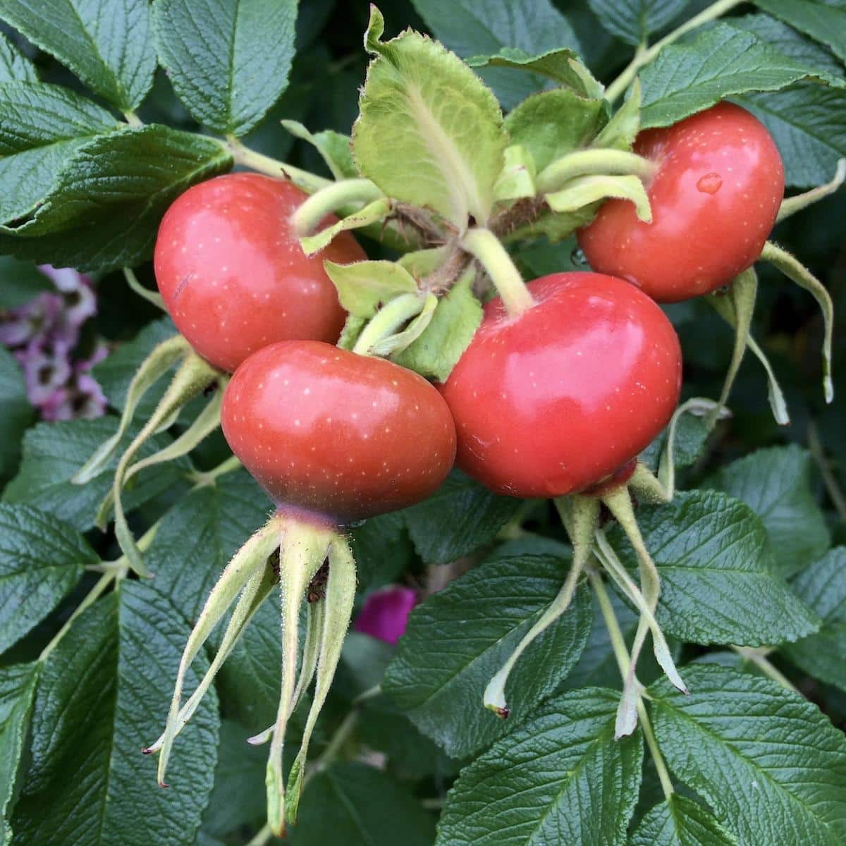 Rugosa_Rose_Hip