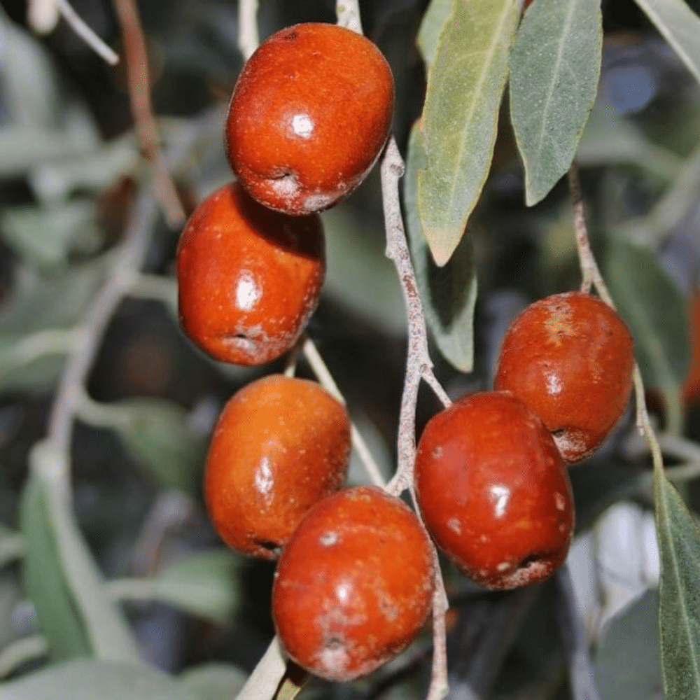 Russian_Olive_Fruit