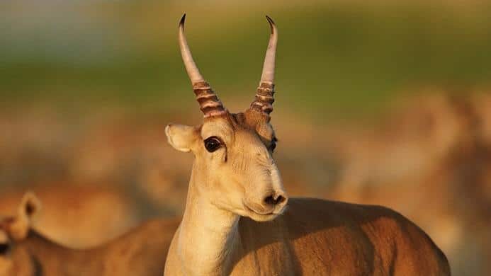 Saiga_Antelope