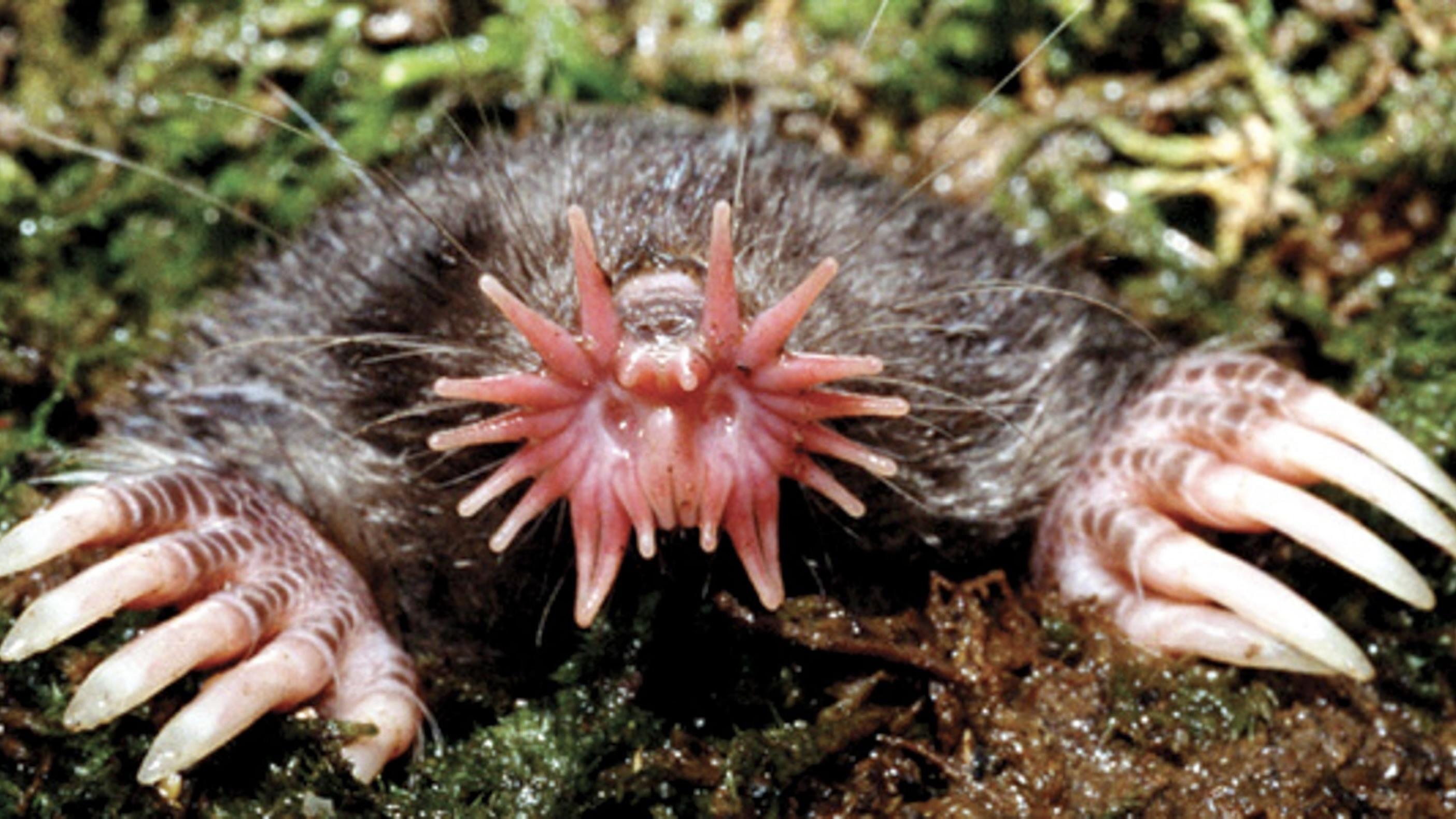 Star-Nosed_Mole