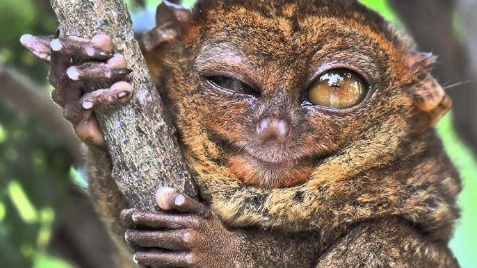 Tarsier