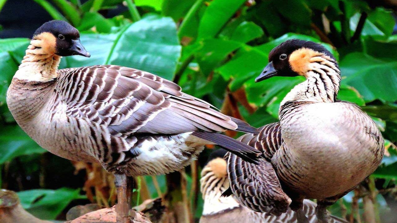 The_nene_is_Hawaiis_state_bird_with_distinctive_buff-colored_cheeks_a_black_face_and_partly_webbed_feet_with_padded_toes
