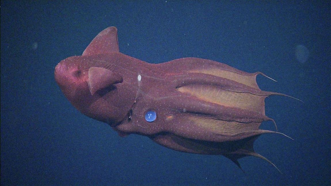 Vampire_Squid